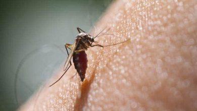 Photo of Delhi Dengue cases: दिल्ली में बढ़ रहा डेंगू का खतरा, अब तक 159 मामले आए सामने