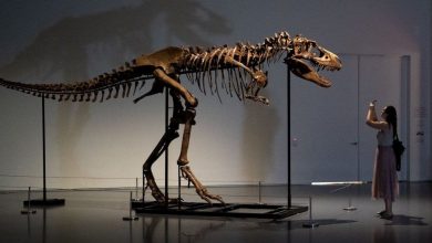 Photo of Dinosaur Skeleton Auction: 61 लाख डॉलर में नालाम हुआ इस डायनोसोर का कंकाल, कभी काटे थे पृथ्वी के चक्कर